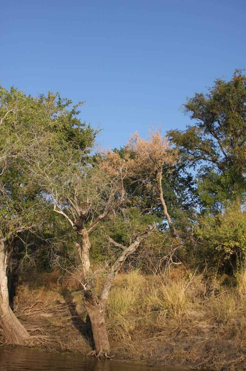 [28426] 2016_07_02_11_00_06_Africa_Canon_EOS_40D_IMG__04667.jpg