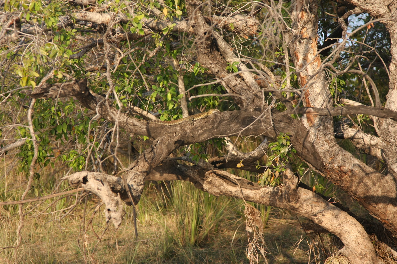 [28452] 2016_07_02_11_02_34_Africa_Canon_EOS_40D_IMG__04677.jpg