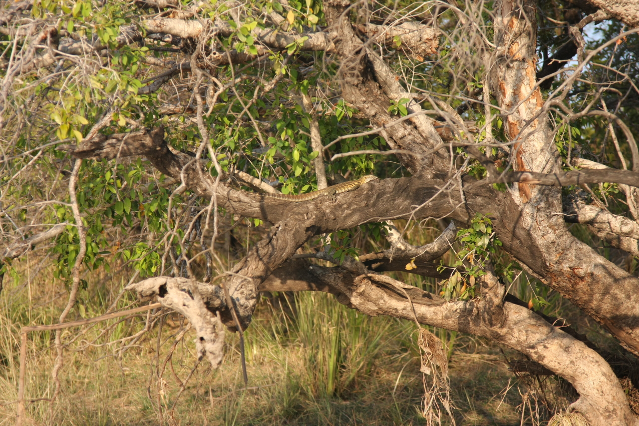 [28453] 2016_07_02_11_02_34_Africa_Canon_EOS_40D_IMG__12123.jpg