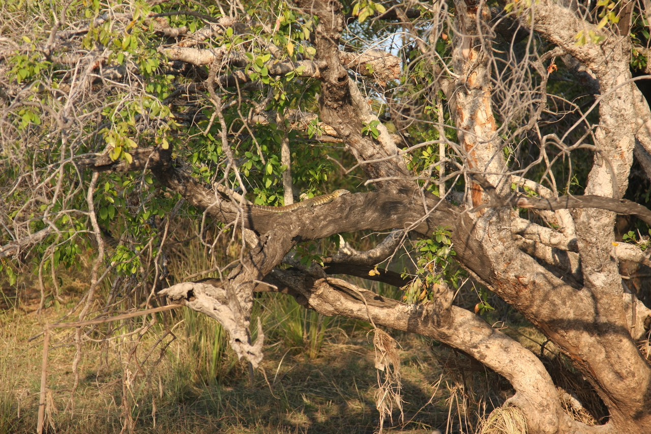 [28461] 2016_07_02_11_03_02_Africa_Canon_EOS_40D_IMG__04681.jpg