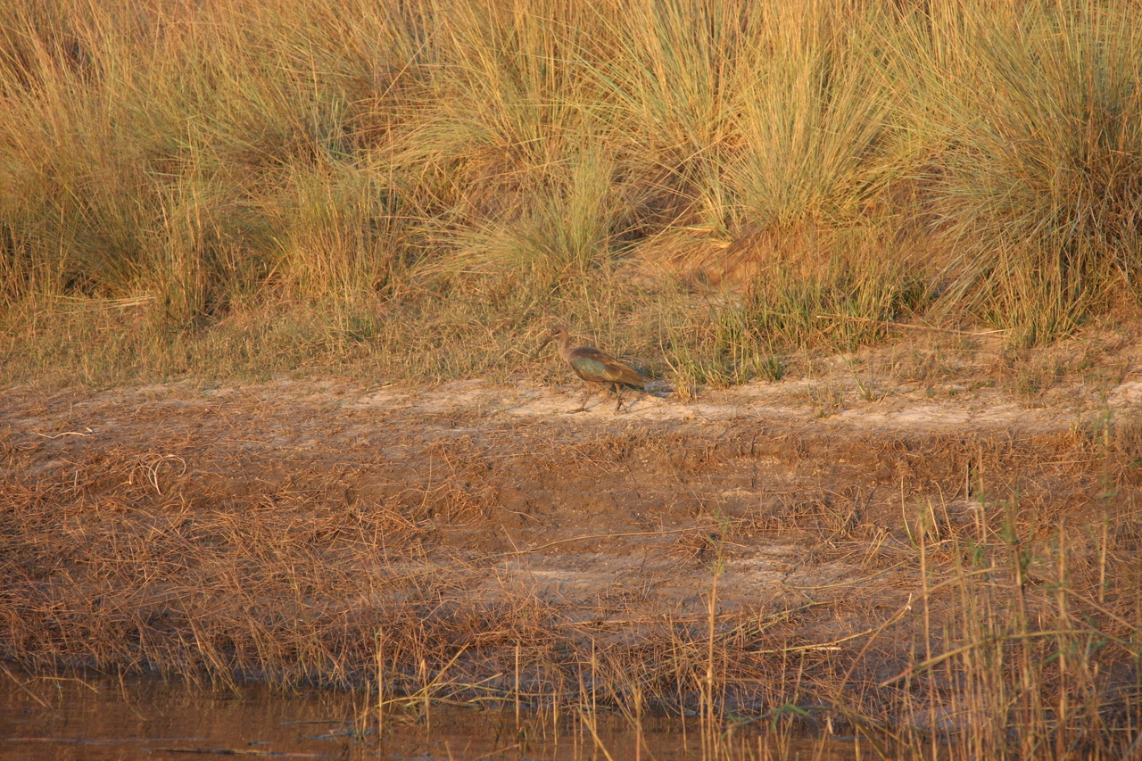 [28536] 2016_07_02_11_28_52_Africa_Canon_EOS_40D_IMG__12151.jpg