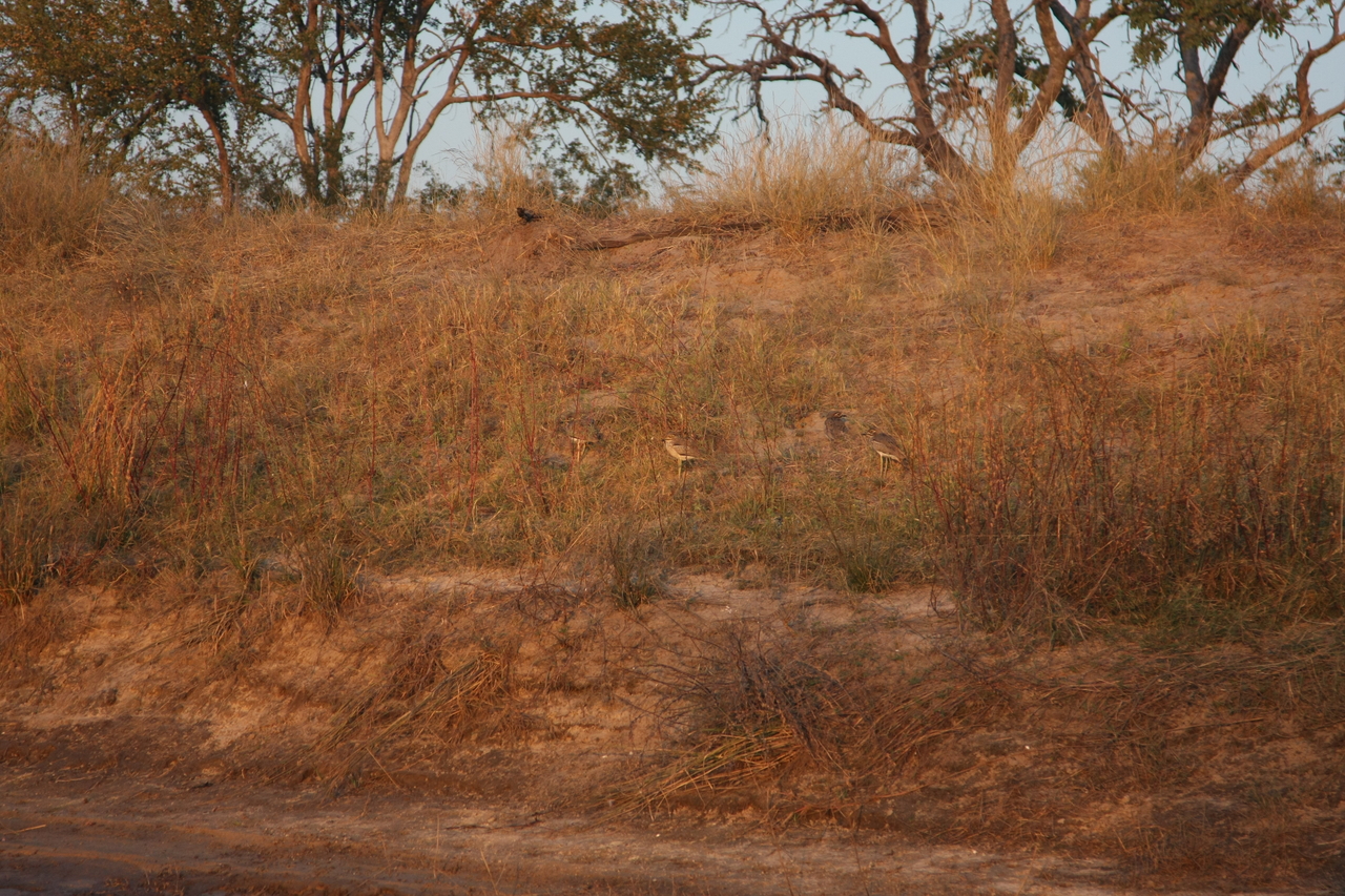 [28564] 2016_07_02_11_32_33_Africa_Canon_EOS_40D_IMG__00173.jpg