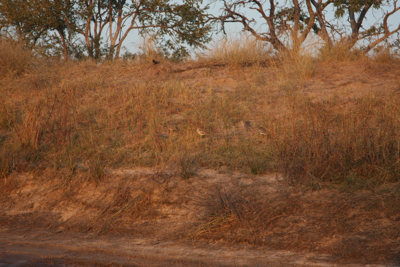 [28565] 2016_07_02_11_32_33_Africa_Canon_EOS_40D_IMG__04715.jpg