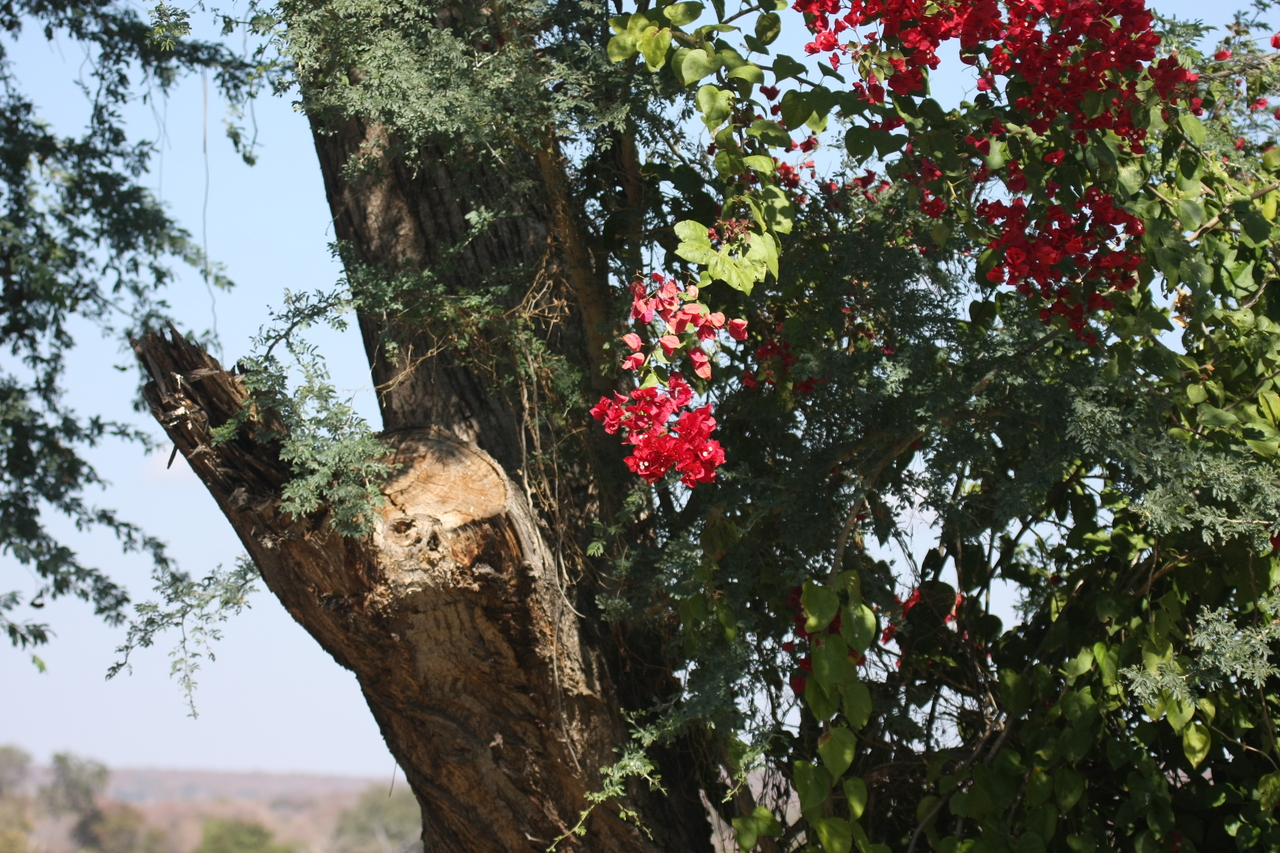 [32857] 2016_07_04_05_58_00_Africa_Canon_EOS_40D_IMG__00025.jpg