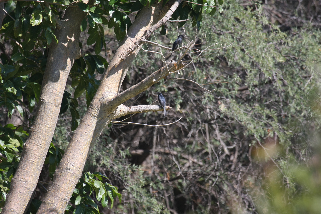 [32865] 2016_07_04_06_00_57_Africa_Canon_EOS_40D_IMG__00047.jpg
