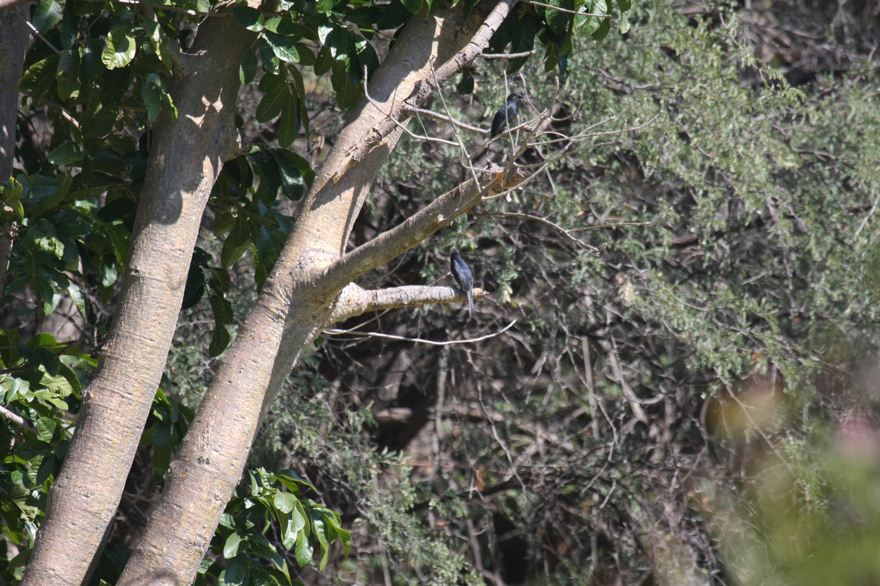 [32866] 2016_07_04_06_00_57_Africa_Canon_EOS_40D_IMG__00058.jpg