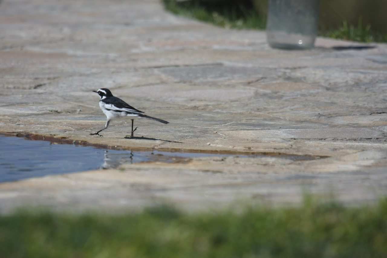 [32874] 2016_07_04_06_05_56_Africa_Canon_EOS_40D_IMG__00080.jpg
