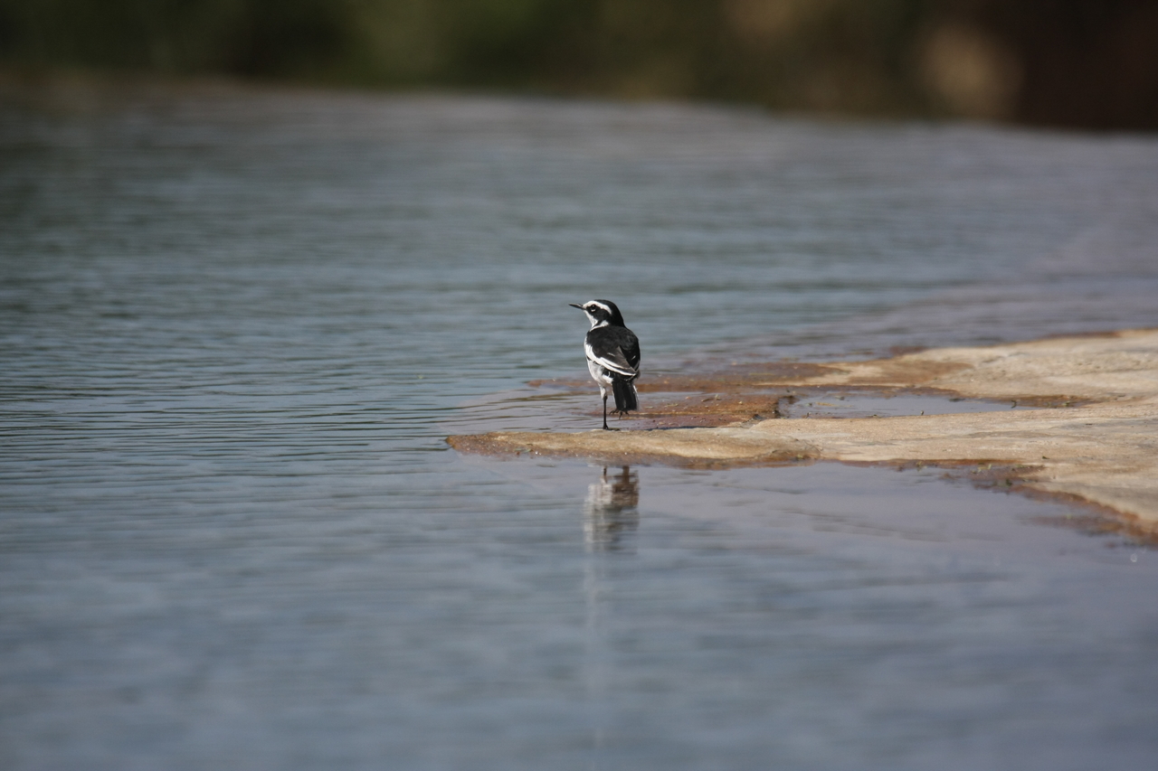 [32887] 2016_07_04_06_06_05_Africa_Canon_EOS_40D_IMG__13196.jpg