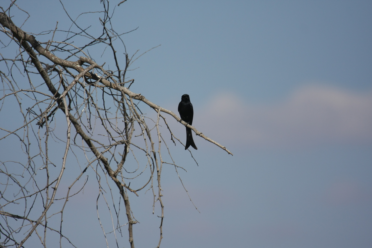 [33091] 2016_07_04_07_53_12_Africa_Canon_EOS_40D_IMG__06035.jpg