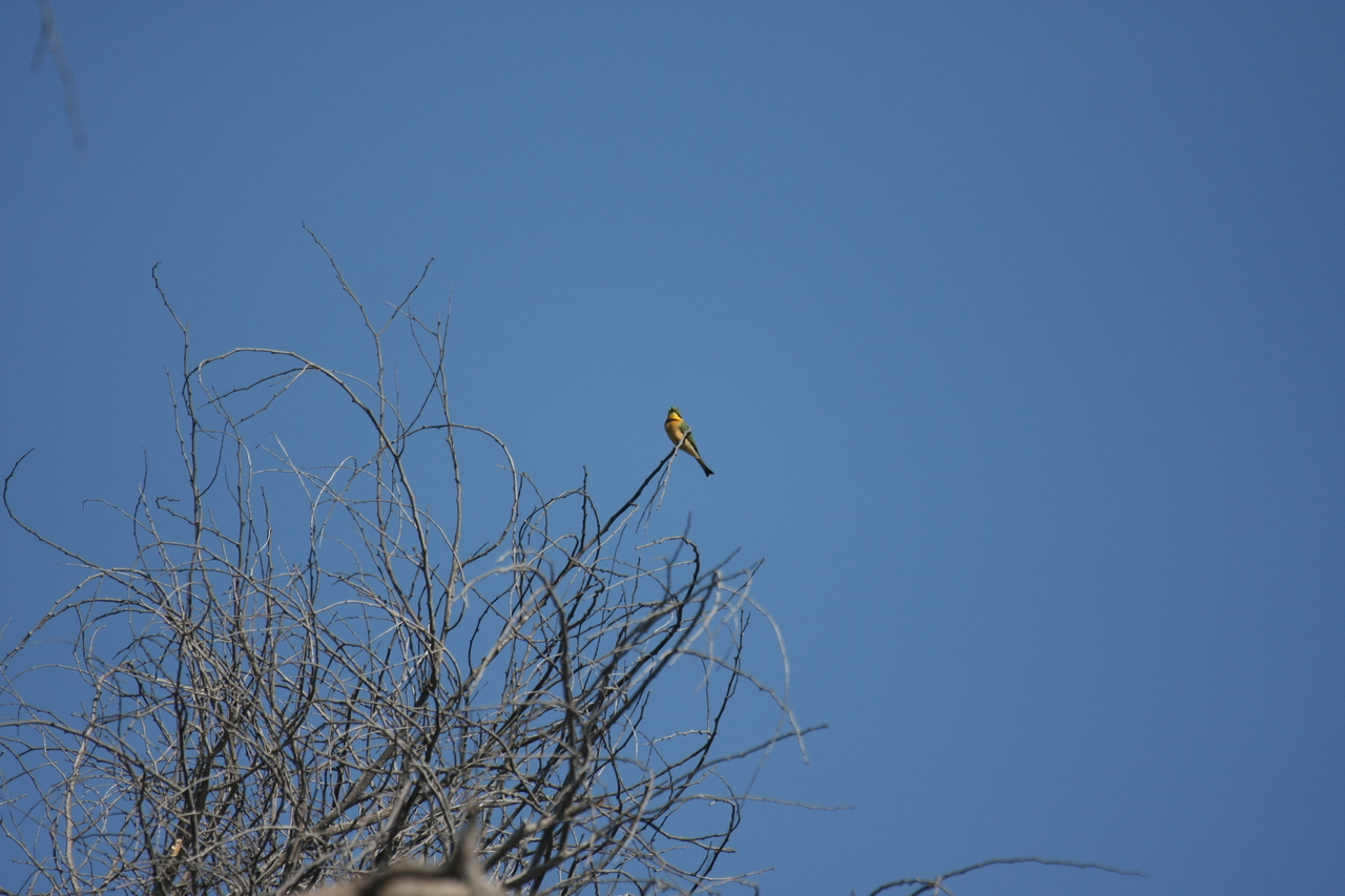 [33103] 2016_07_04_07_55_24_Africa_Canon_EOS_40D_IMG__00406.jpg