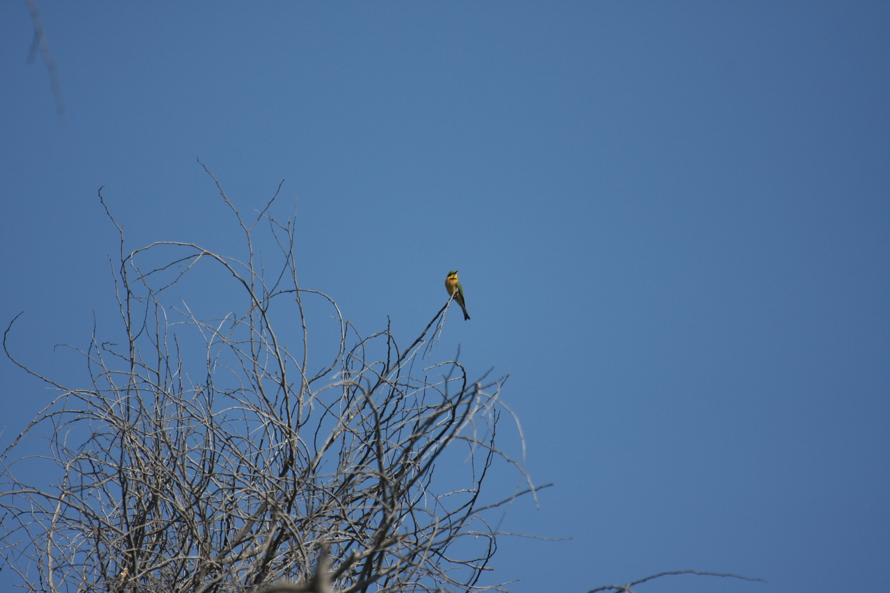 [33114] 2016_07_04_07_55_50_Africa_Canon_EOS_40D_IMG__06043.jpg