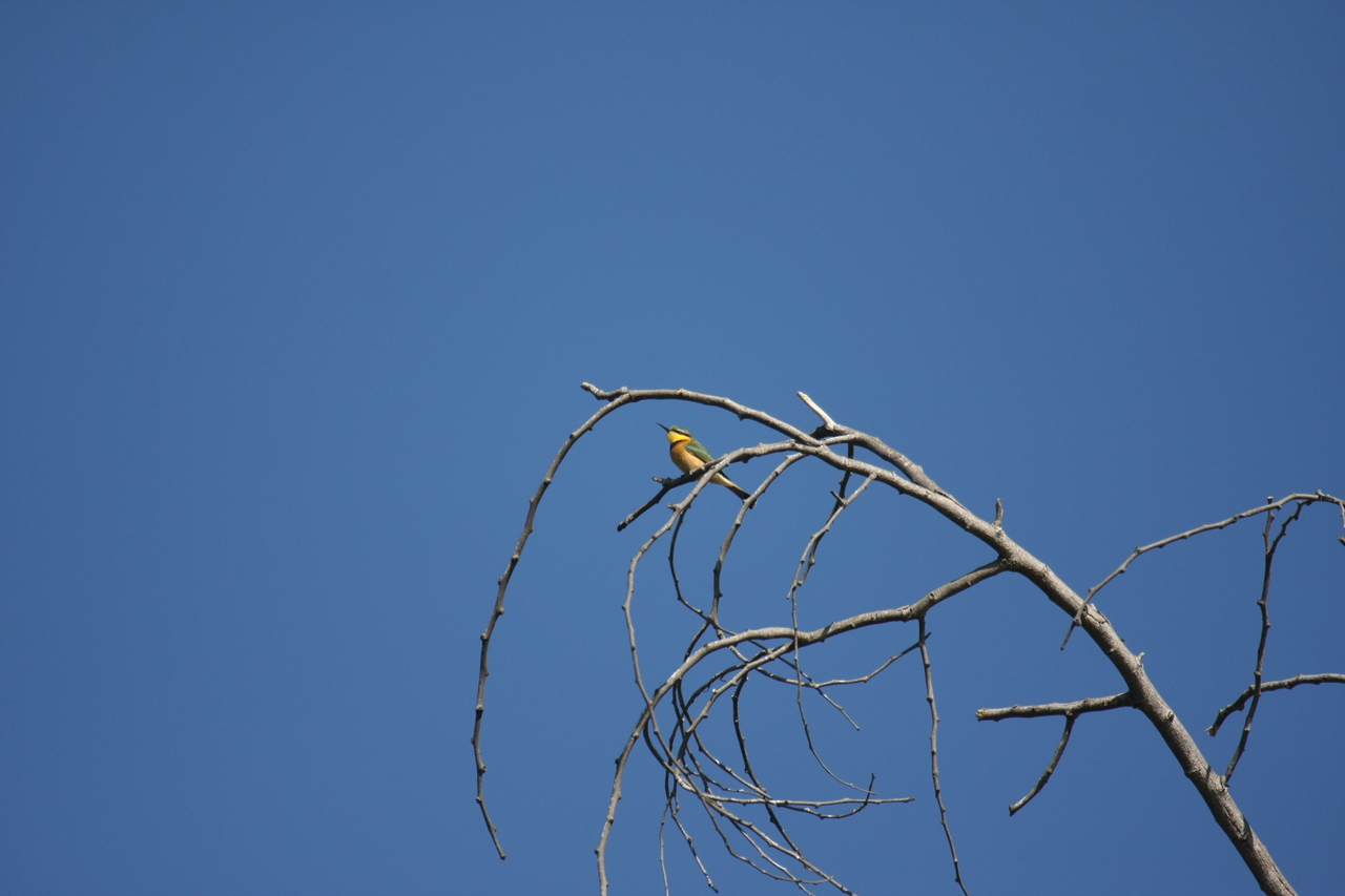[33135] 2016_07_04_08_34_05_Africa_Canon_EOS_40D_IMG__00414.jpg