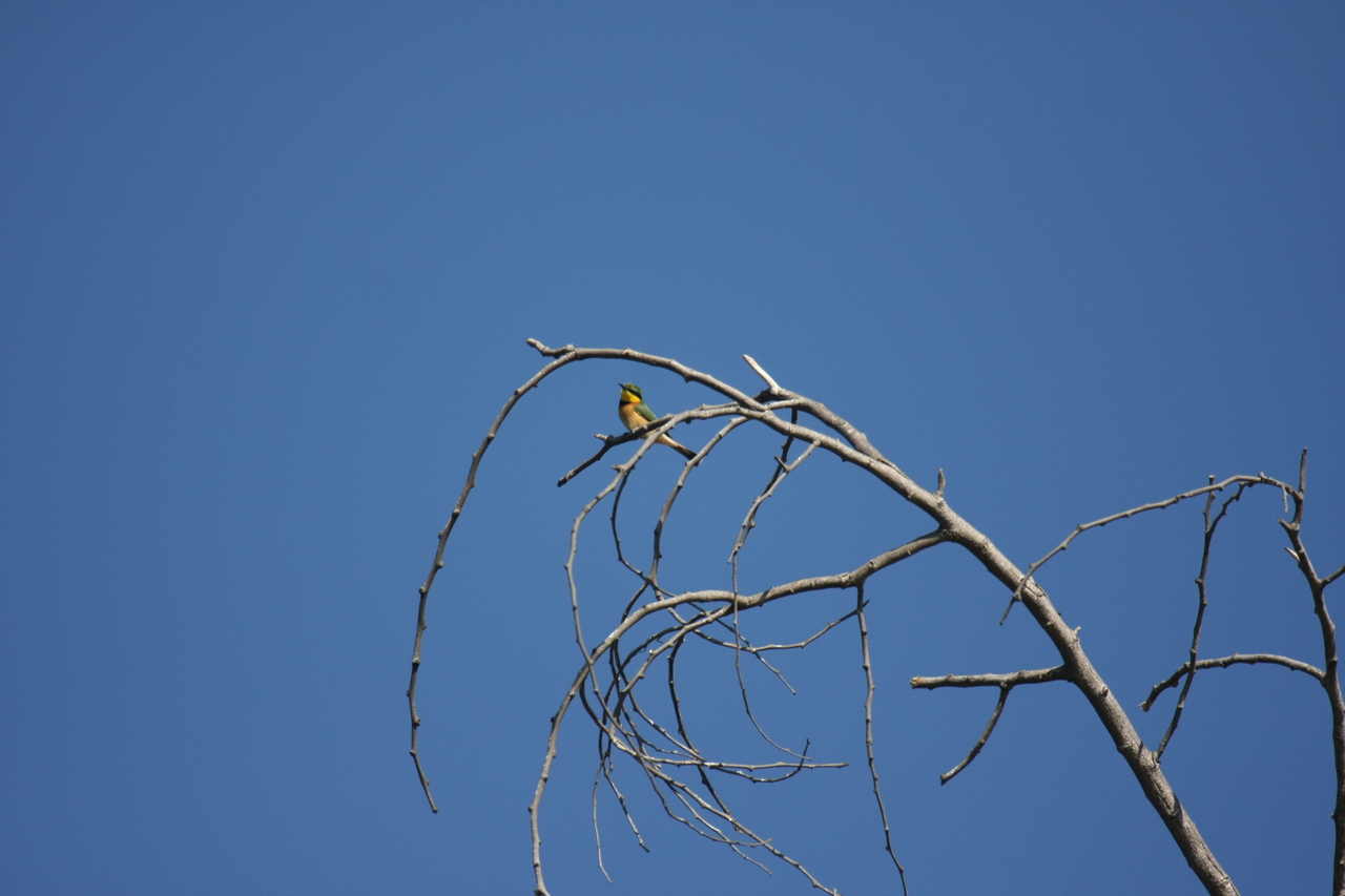 [33139] 2016_07_04_08_34_32_Africa_Canon_EOS_40D_IMG__00417.jpg