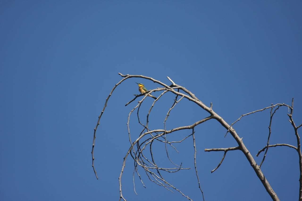 [33140] 2016_07_04_08_34_32_Africa_Canon_EOS_40D_IMG__00418.jpg