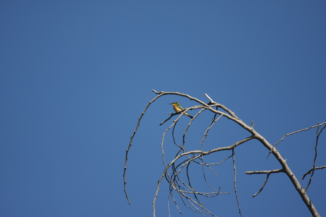 [33150] 2016_07_04_08_34_40_Africa_Canon_EOS_40D_IMG__06055.jpg