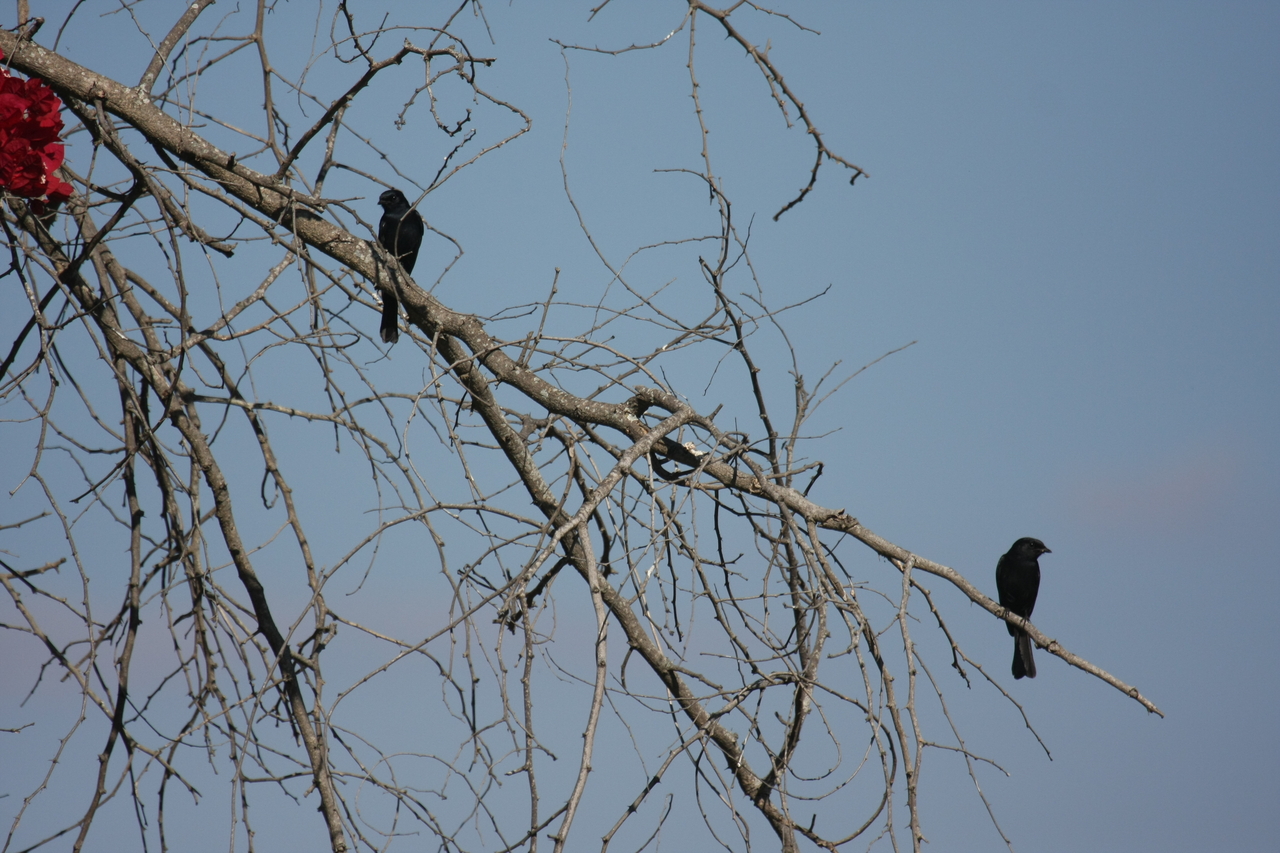 [33155] 2016_07_04_08_35_11_Africa_Canon_EOS_40D_IMG__13503.jpg