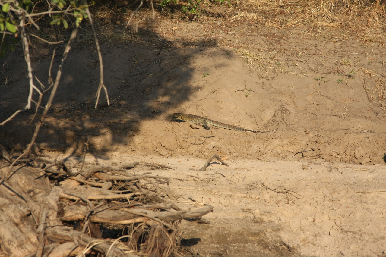 [33373] 2016_07_04_11_08_01_Africa_Canon_EOS_40D_IMG__05694.jpg