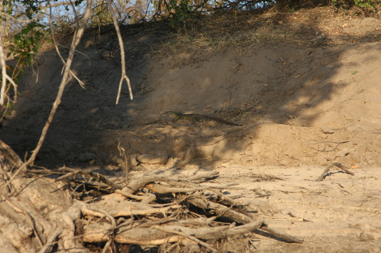 [33383] 2016_07_04_11_09_27_Africa_Canon_EOS_40D_IMG__13142.jpg