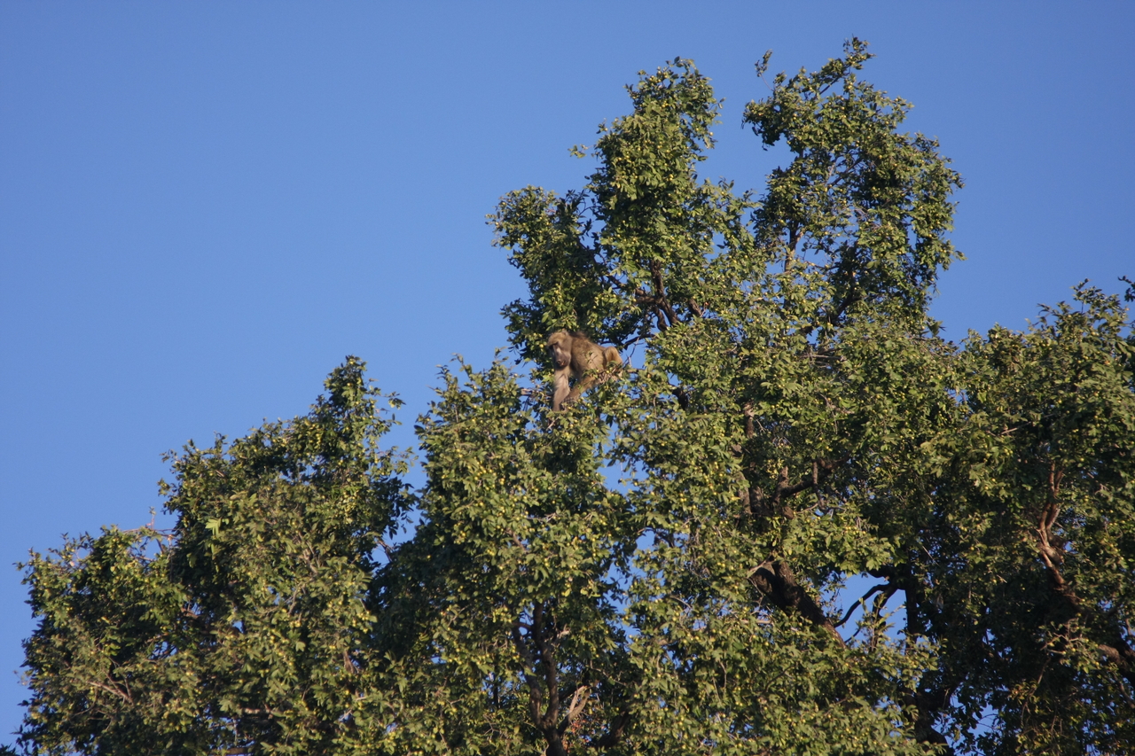 [33395] 2016_07_04_11_14_18_Africa_Canon_EOS_40D_IMG__00066.jpg