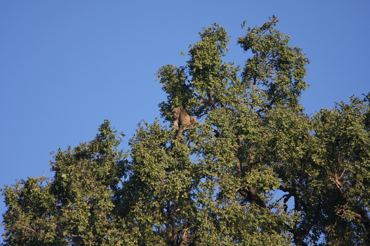 [33404] 2016_07_04_11_14_19_Africa_Canon_EOS_40D_IMG__00070.jpg