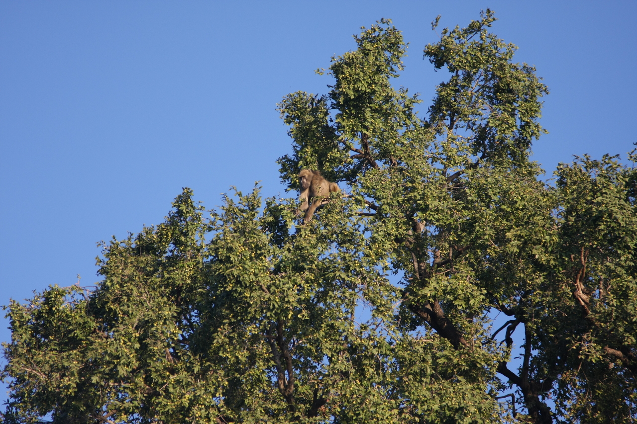 [33411] 2016_07_04_11_14_22_Africa_Canon_EOS_40D_IMG__05707.jpg