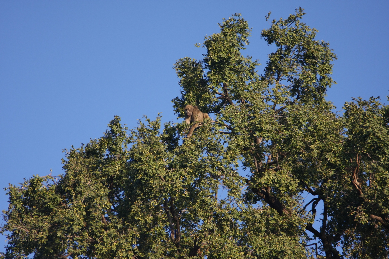 [33415] 2016_07_04_11_14_22_Africa_Canon_EOS_40D_IMG__13155.jpg