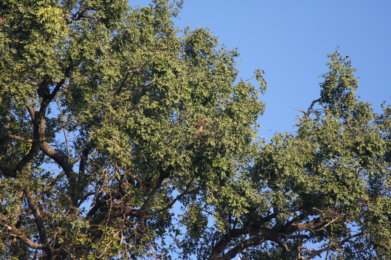 [33434] 2016_07_04_11_14_39_Africa_Canon_EOS_40D_IMG__00081.jpg