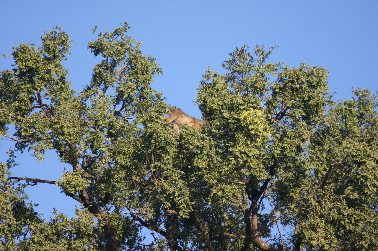 [33440] 2016_07_04_11_14_43_Africa_Canon_EOS_40D_IMG__00083.jpg