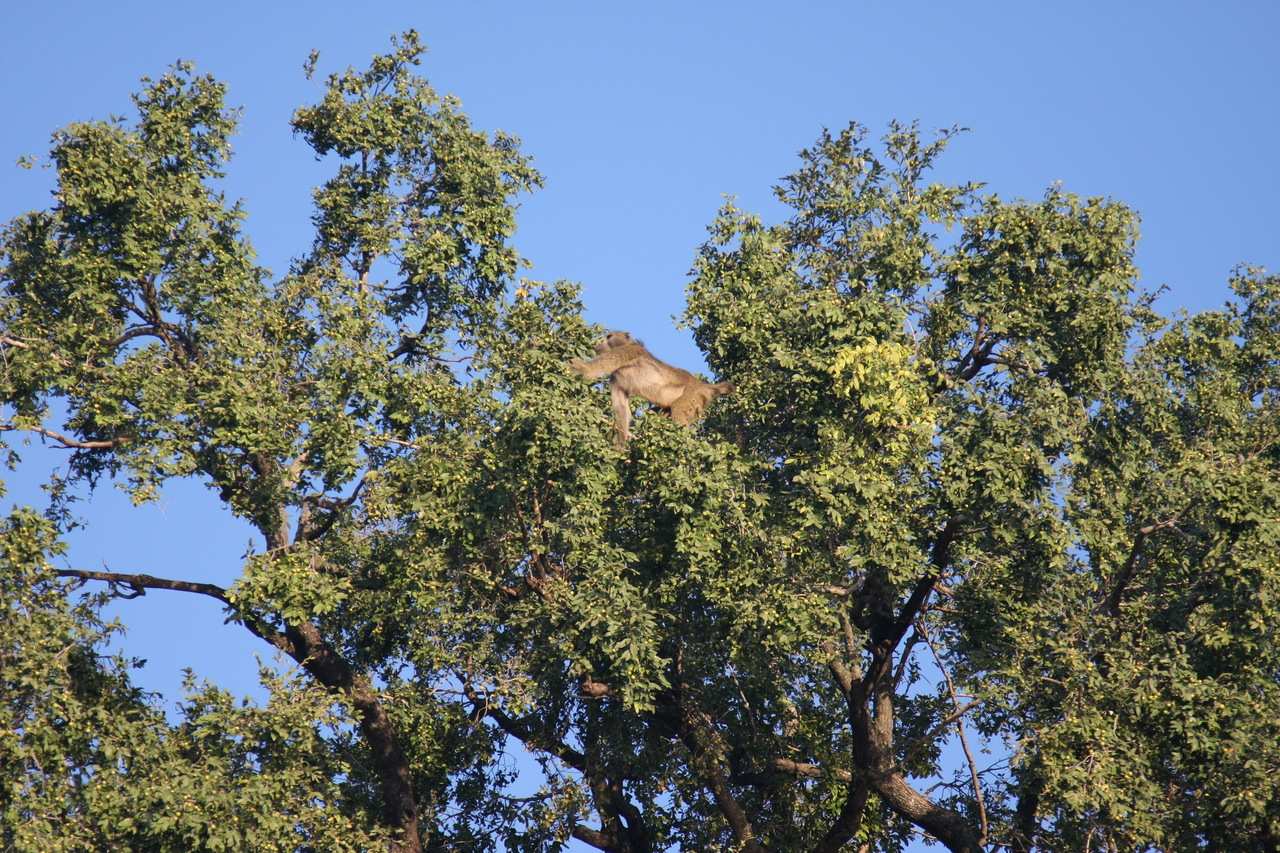 [33442] 2016_07_04_11_14_43_Africa_Canon_EOS_40D_IMG__00085.jpg