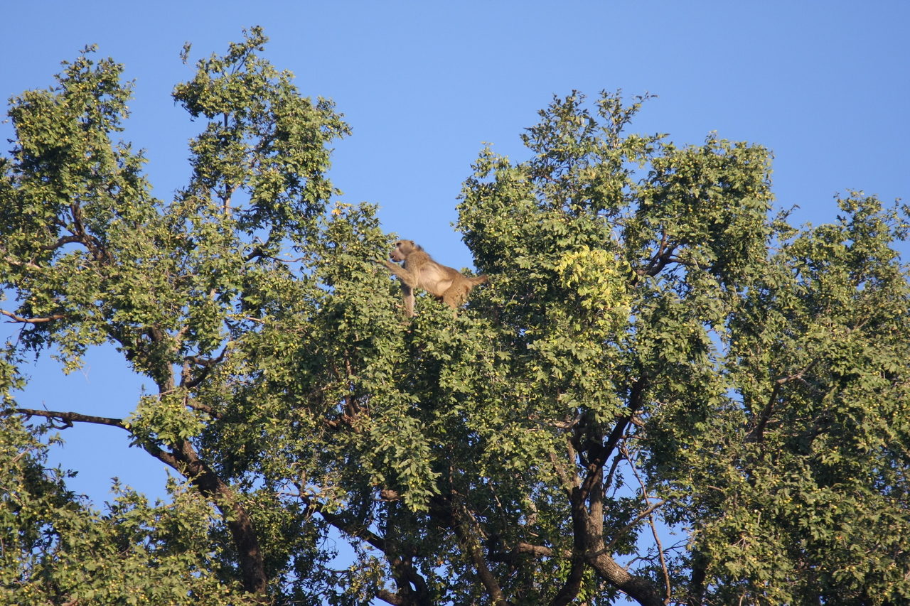 [33453] 2016_07_04_11_14_44_Africa_Canon_EOS_40D_IMG__05722.jpg