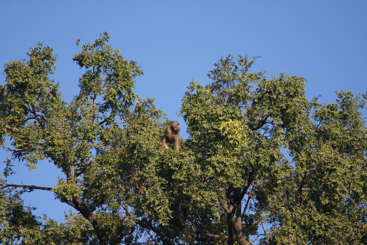 [33466] 2016_07_04_11_14_51_Africa_Canon_EOS_40D_IMG__13174.jpg