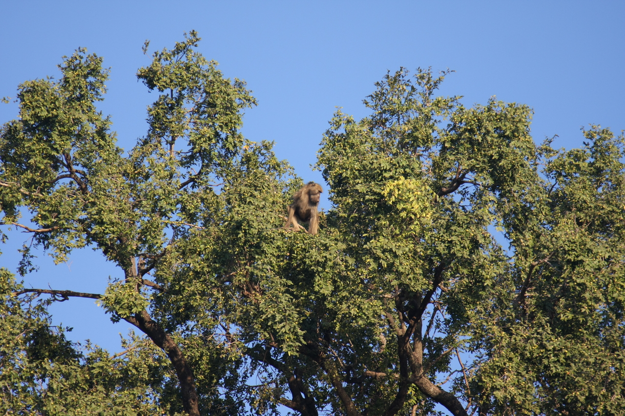 [33474] 2016_07_04_11_14_52_Africa_Canon_EOS_40D_IMG__13176.jpg