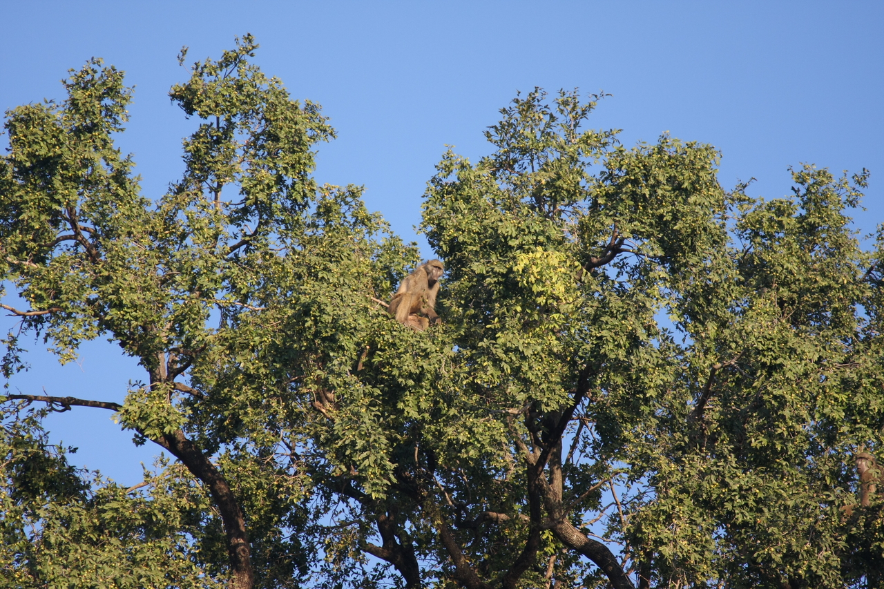 [33488] 2016_07_04_11_14_56_Africa_Canon_EOS_40D_IMG__00100.jpg