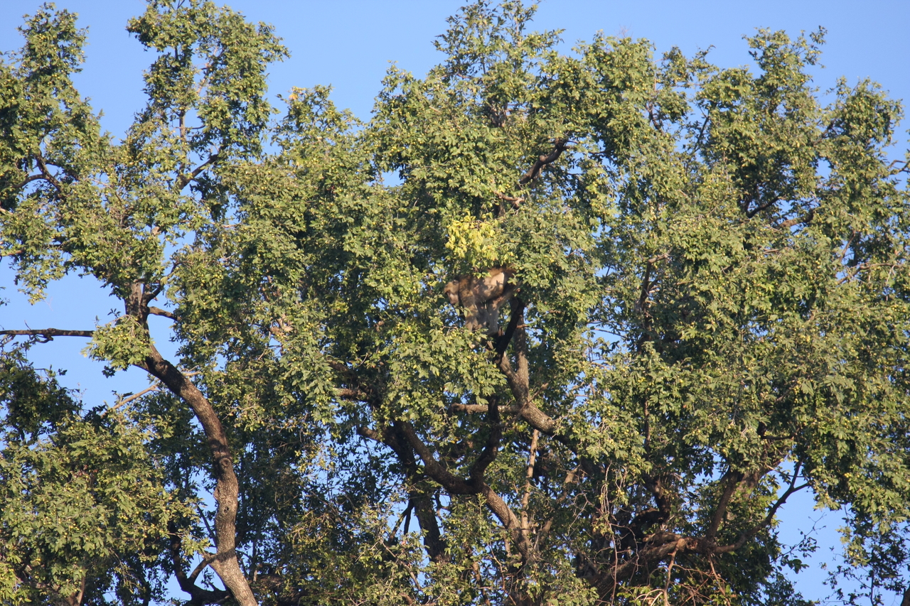 [33501] 2016_07_04_11_15_12_Africa_Canon_EOS_40D_IMG__13186.jpg