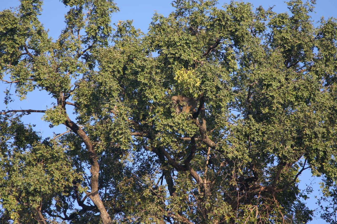 [33509] 2016_07_04_11_15_13_Africa_Canon_EOS_40D_IMG__13188.jpg