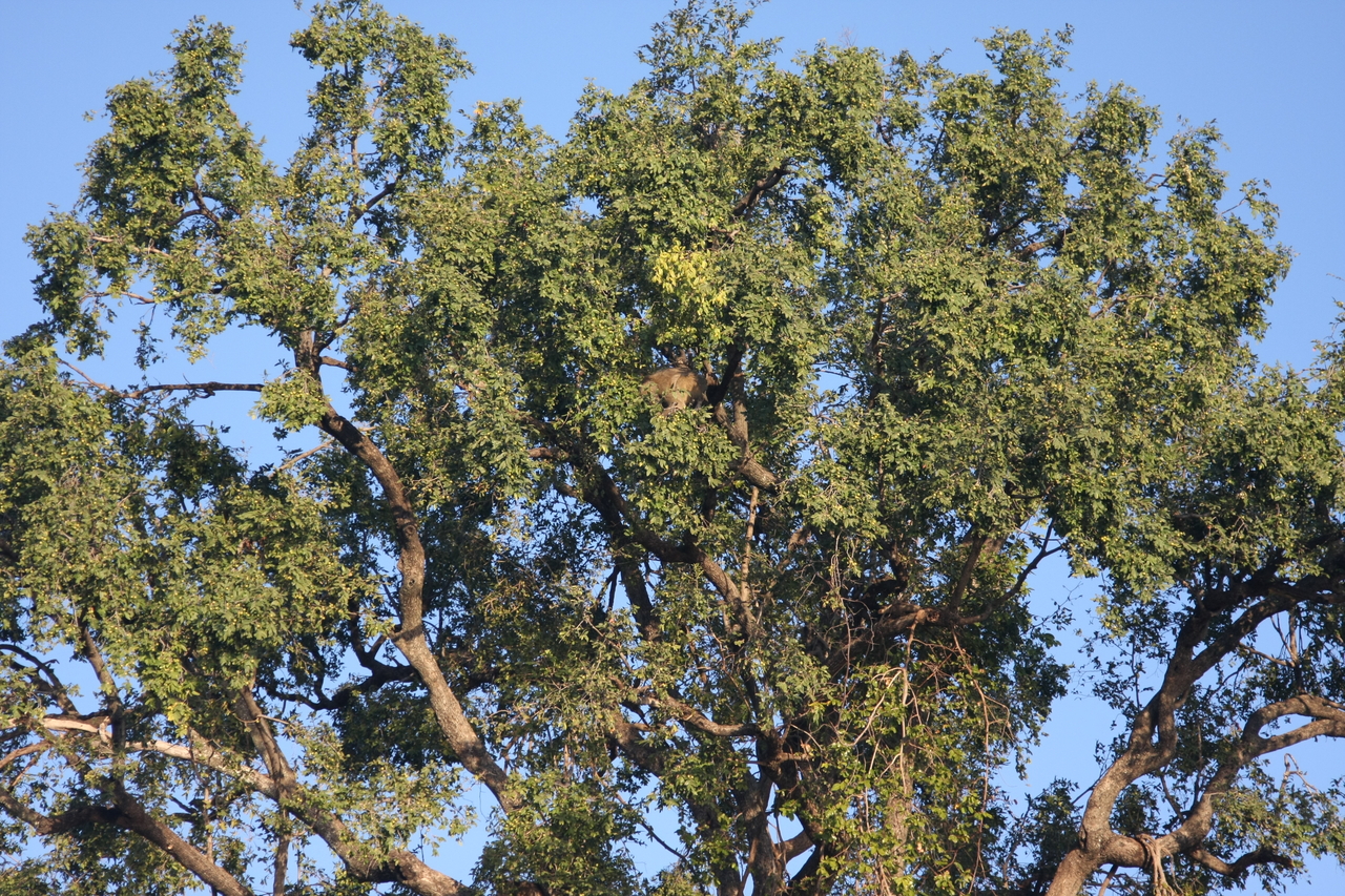 [33516] 2016_07_04_11_15_24_Africa_Canon_EOS_40D_IMG__13191.jpg