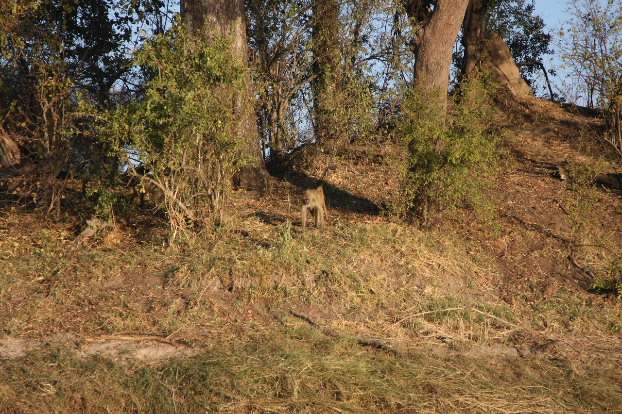 [33533] 2016_07_04_11_15_44_Africa_Canon_EOS_40D_IMG__13198.jpg