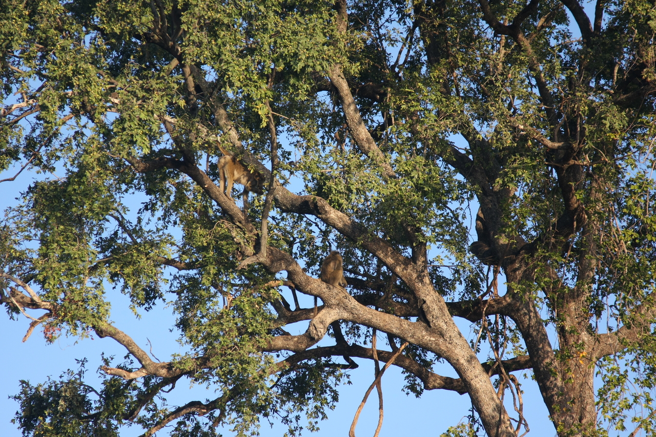 [33536] 2016_07_04_11_15_57_Africa_Canon_EOS_40D_IMG__00119.jpg