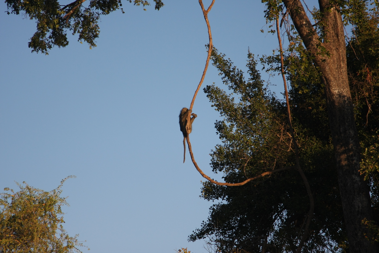 [33562] 2016_07_04_11_16_17_Africa_Canon_EOS_40D_IMG__00130.jpg