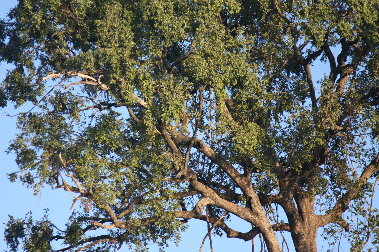 [33669] 2016_07_04_11_16_48_Africa_Canon_EOS_40D_IMG__13248.jpg