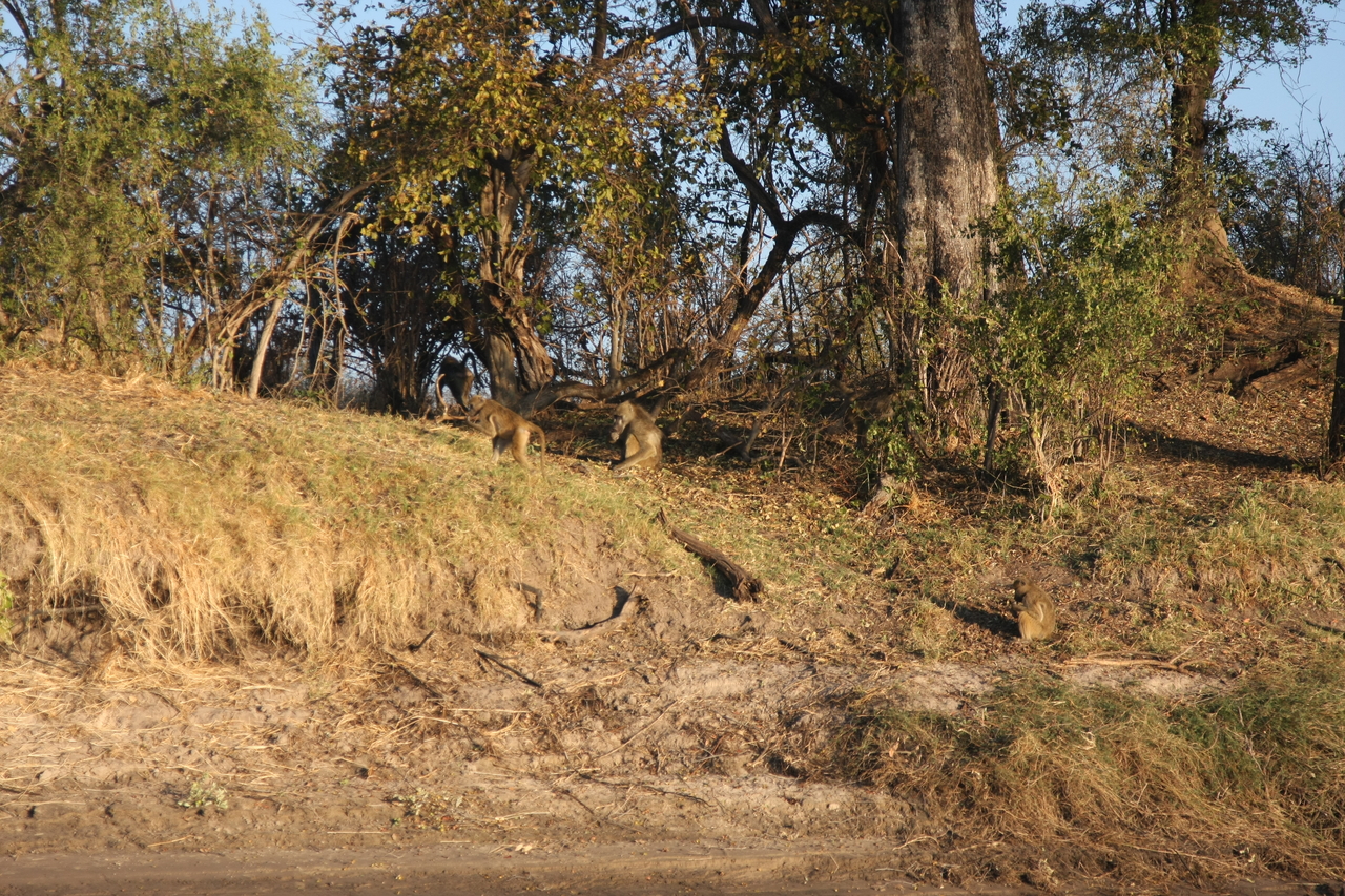 [33675] 2016_07_04_11_16_58_Africa_Canon_EOS_40D_IMG__05805.jpg
