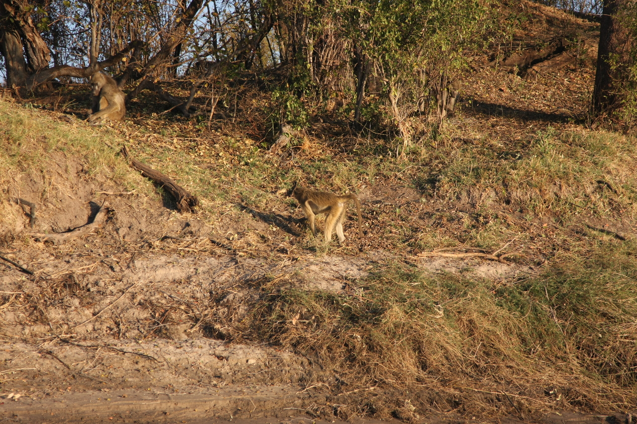 [33680] 2016_07_04_11_17_16_Africa_Canon_EOS_40D_IMG__00172.jpg
