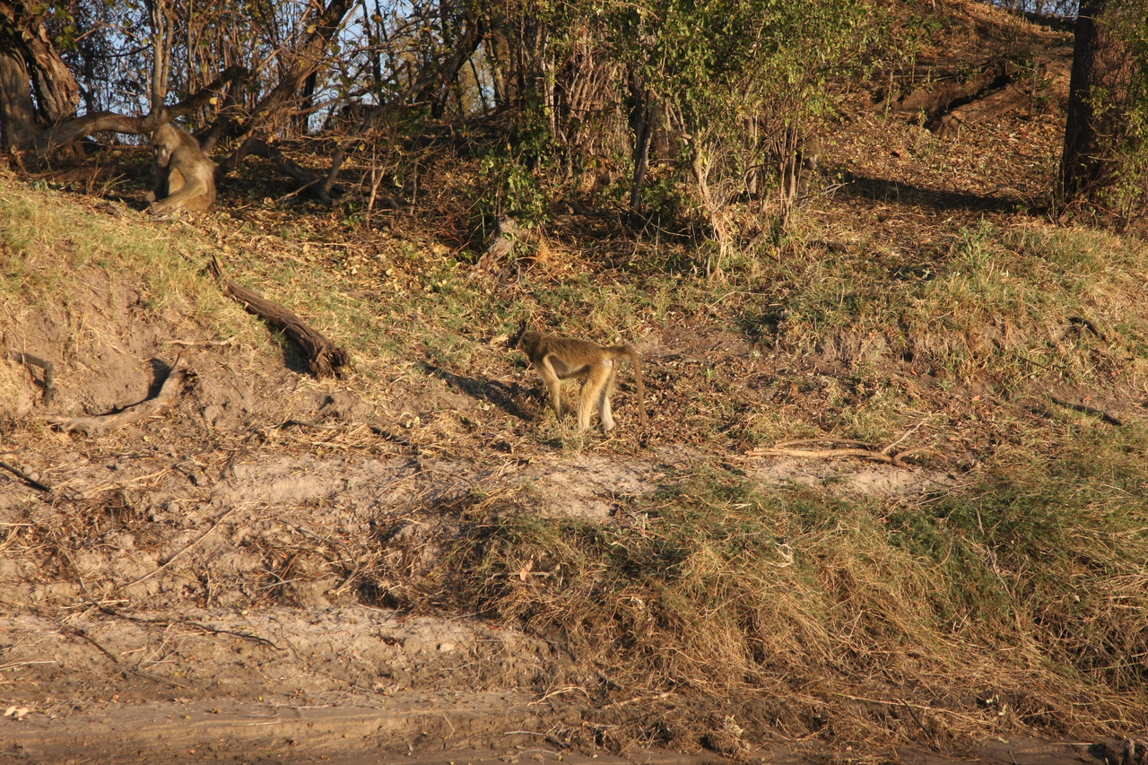 [33681] 2016_07_04_11_17_16_Africa_Canon_EOS_40D_IMG__00173.jpg