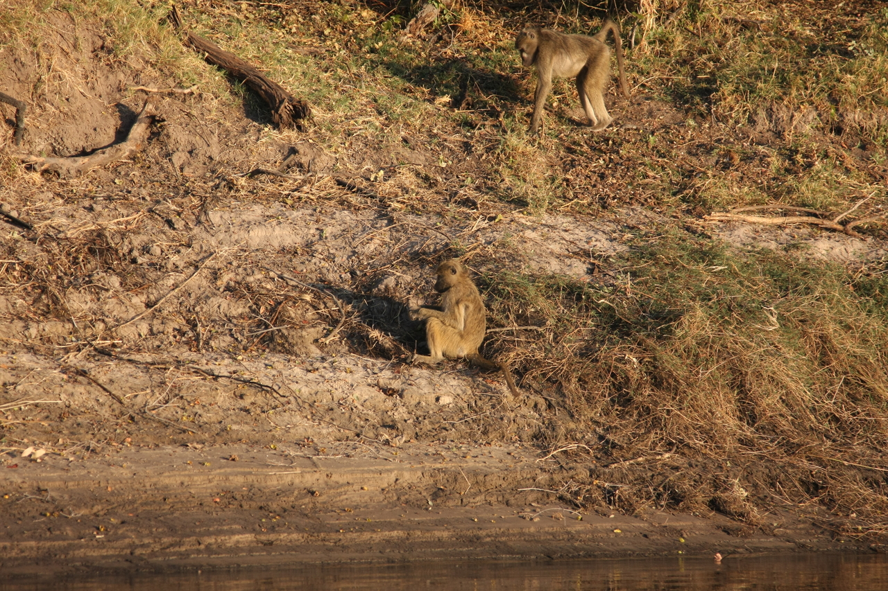 [33713] 2016_07_04_11_17_58_Africa_Canon_EOS_40D_IMG__00184.jpg