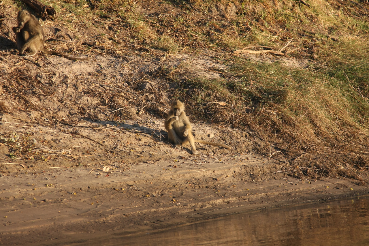 [33760] 2016_07_04_11_19_08_Africa_Canon_EOS_40D_IMG__13282.jpg