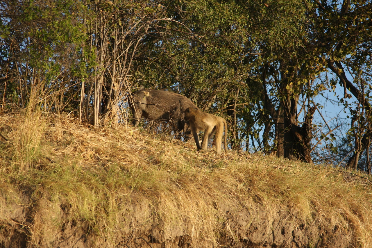 [33781] 2016_07_04_11_19_55_Africa_Canon_EOS_40D_IMG__00210.jpg