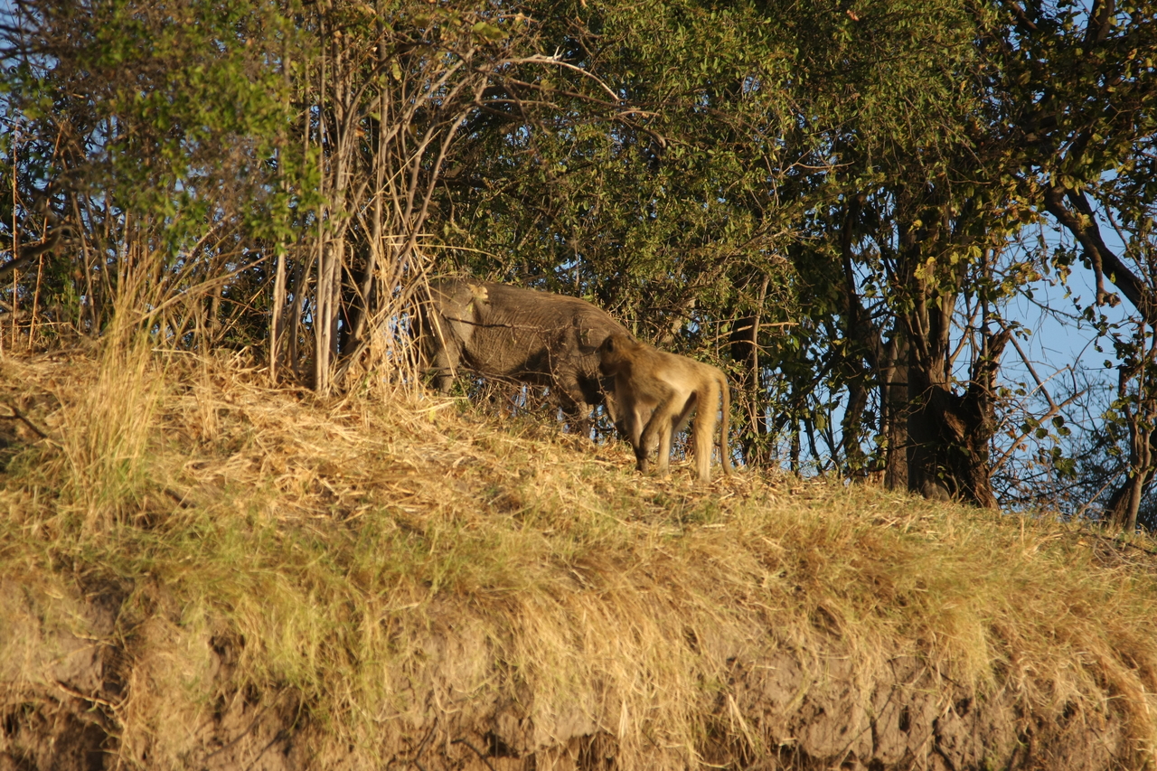 [33783] 2016_07_04_11_19_55_Africa_Canon_EOS_40D_IMG__05844.jpg