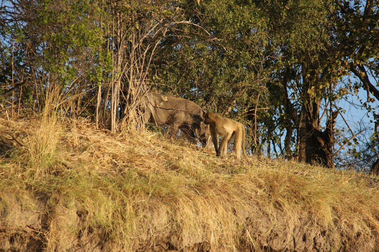 [33785] 2016_07_04_11_19_55_Africa_Canon_EOS_40D_IMG__13290.jpg