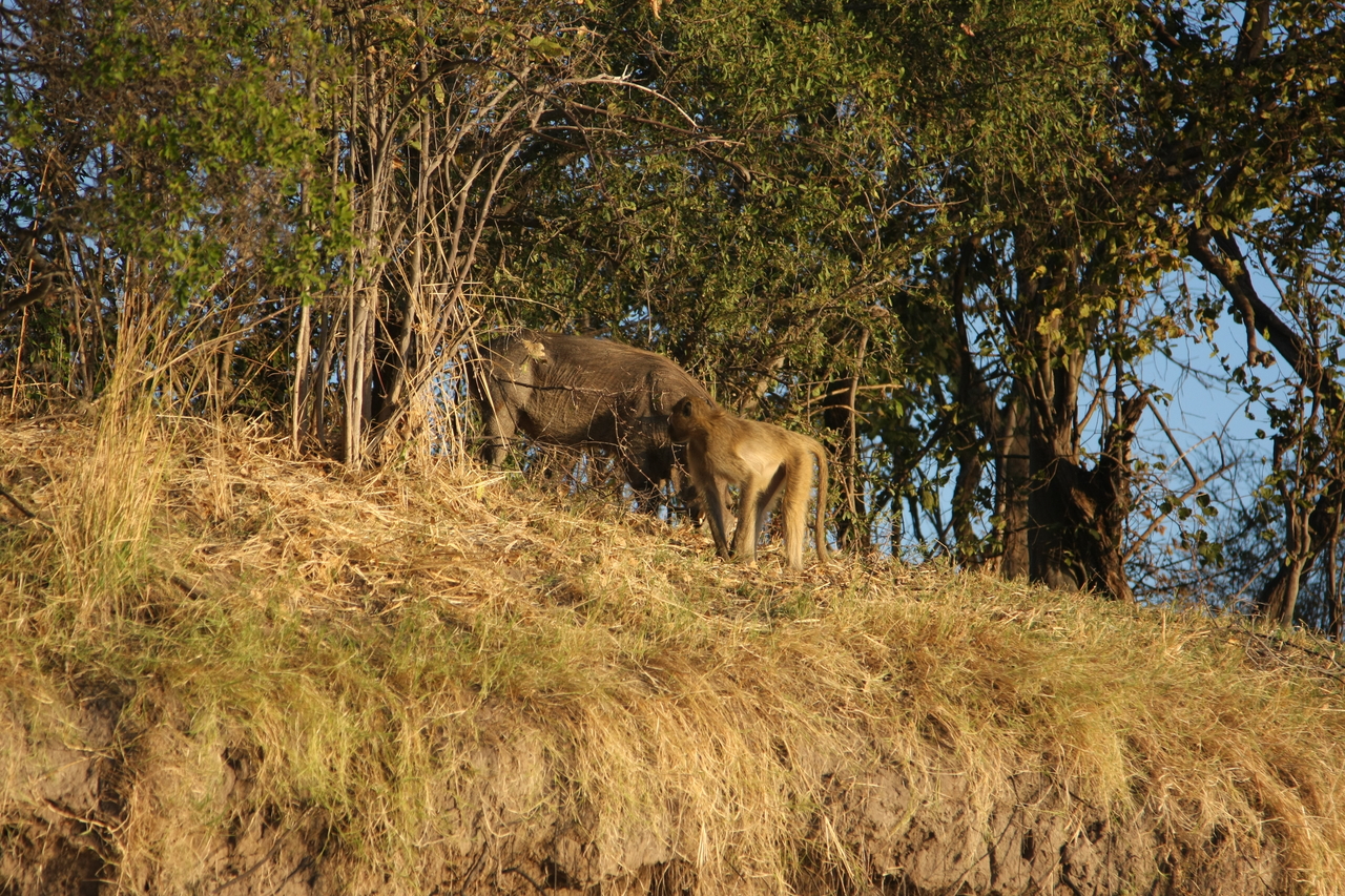 [33790] 2016_07_04_11_19_56_Africa_Canon_EOS_40D_IMG__13293.jpg