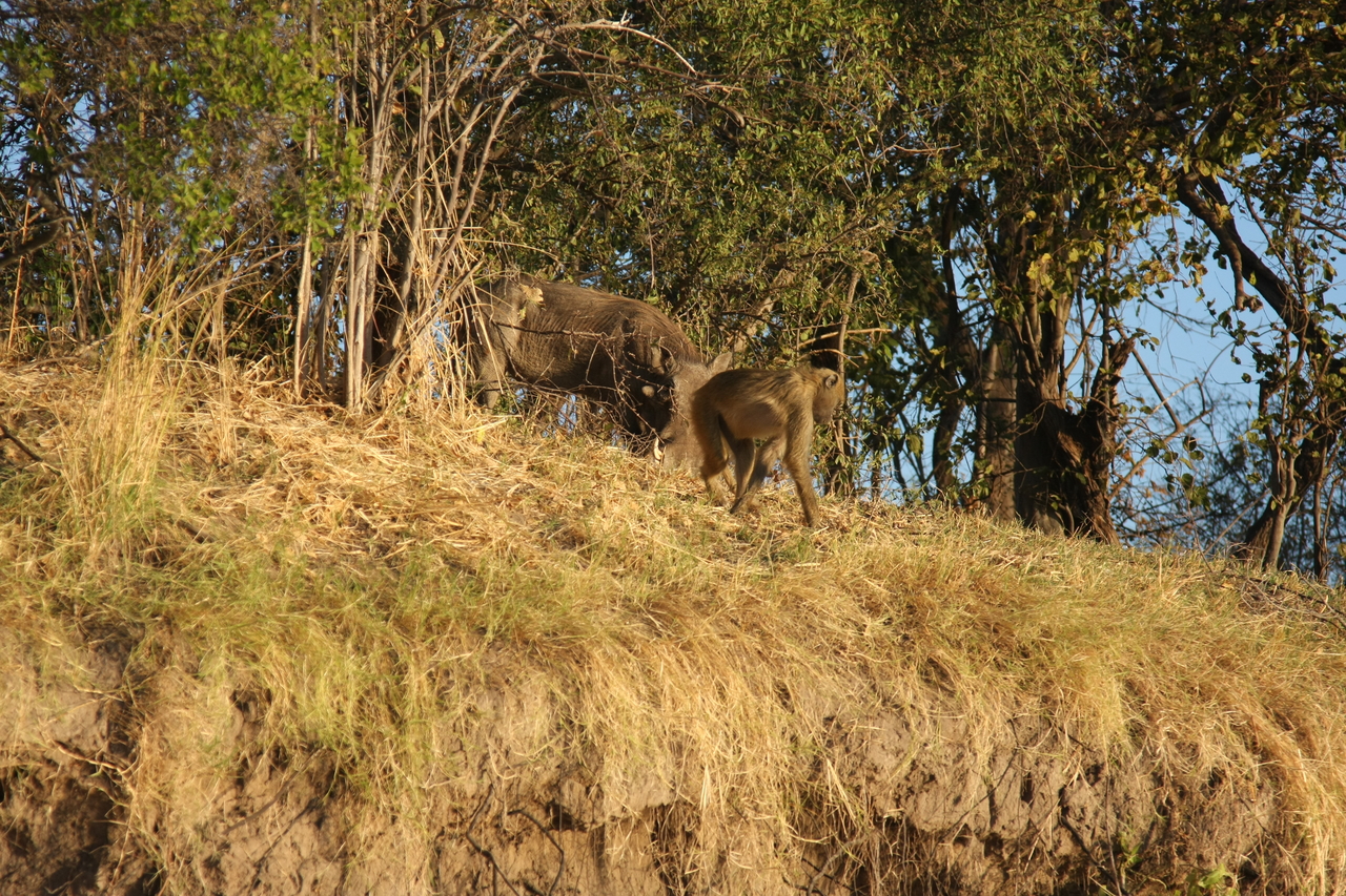 [33795] 2016_07_04_11_19_58_Africa_Canon_EOS_40D_IMG__13294.jpg